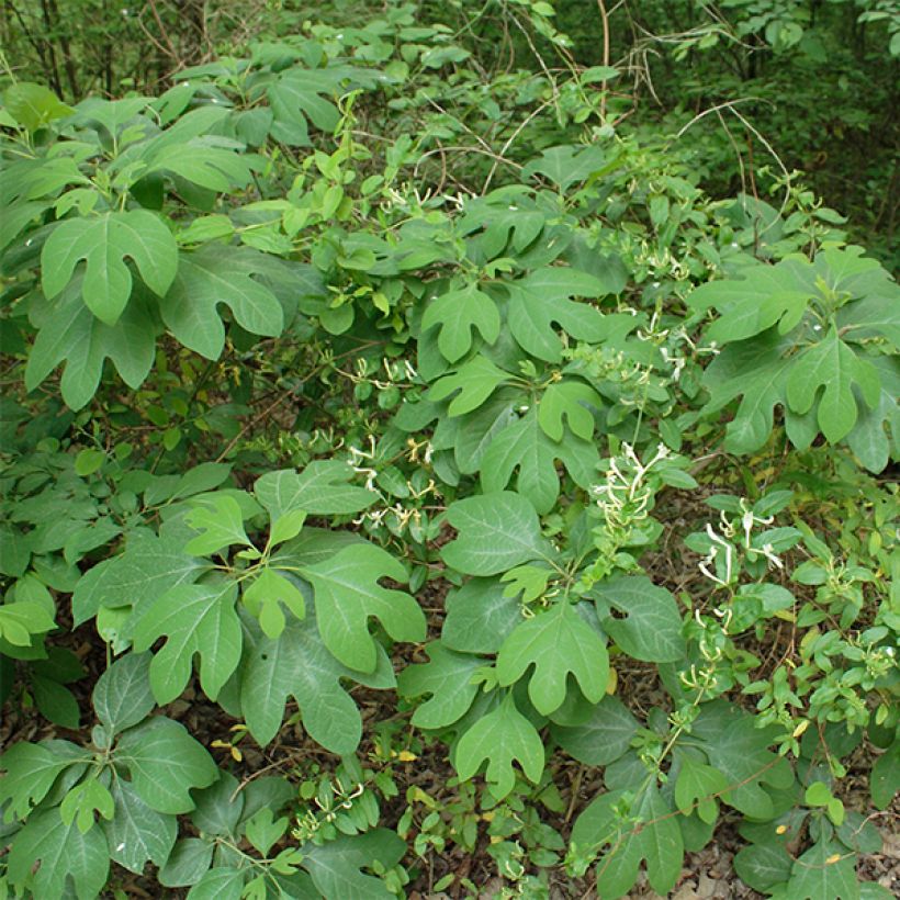Sassafras albidum - Sassafrasboom (Groeiplaats)