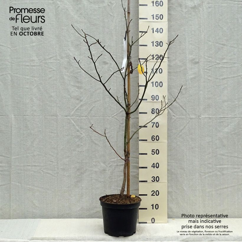 Exemplaar van Sassafras albidum - Sassafrasboom Pot van 7,5 l/10 l zoals geleverd in de herfst