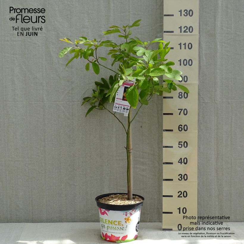 Exemplaar van Sassafras albidum - Sassafrasboom Pot van 7,5 l/10 l zoals geleverd in de lente