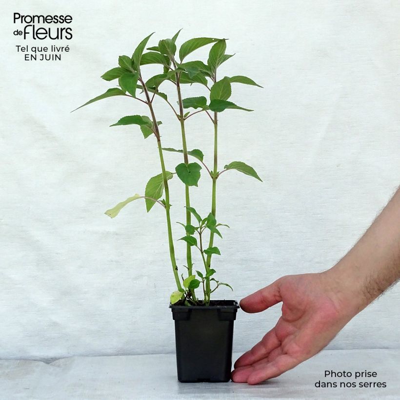 Exemplaar van Salvia elegans Pineapple - Ananassalie Kweekpotje van 7/8 cm zoals geleverd in de zomer