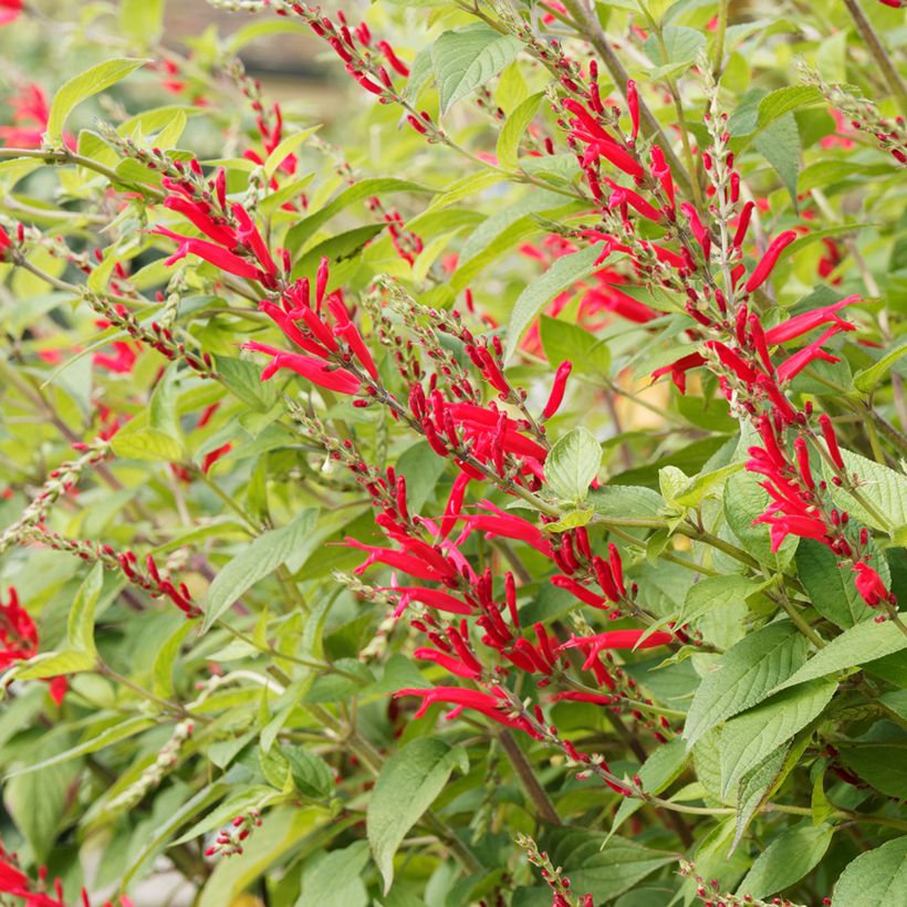 Salvia elegans Pineapple - Ananassalie (Bloei)