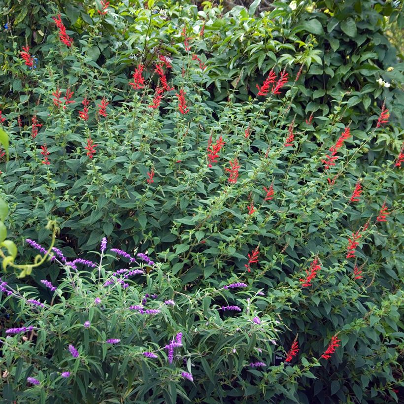 Salvia elegans Pineapple - Ananassalie (Groeiplaats)