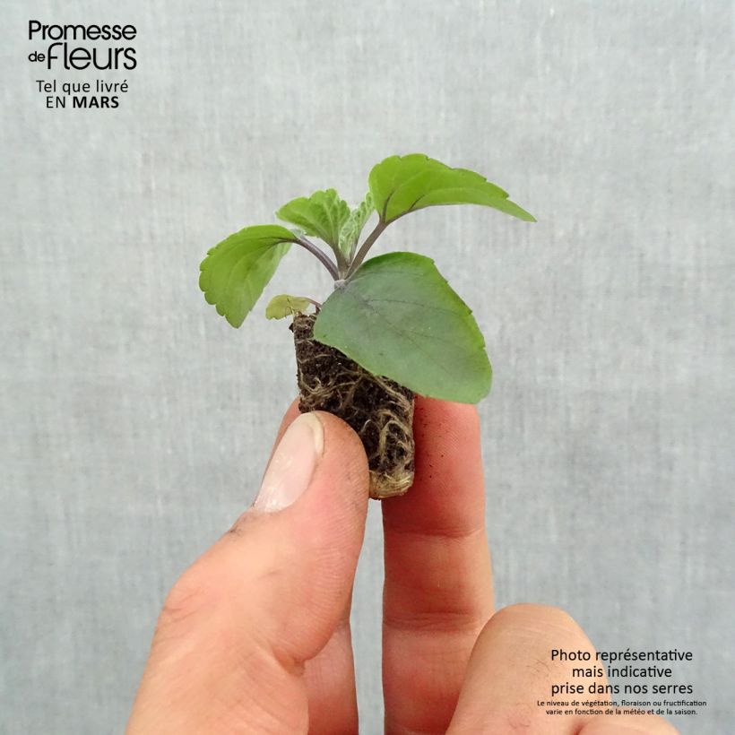 Exemplaar van Salvia Big Blue - Meelsalie Mini-mot Ø 1,5/2,5 cm zoals geleverd in de lente