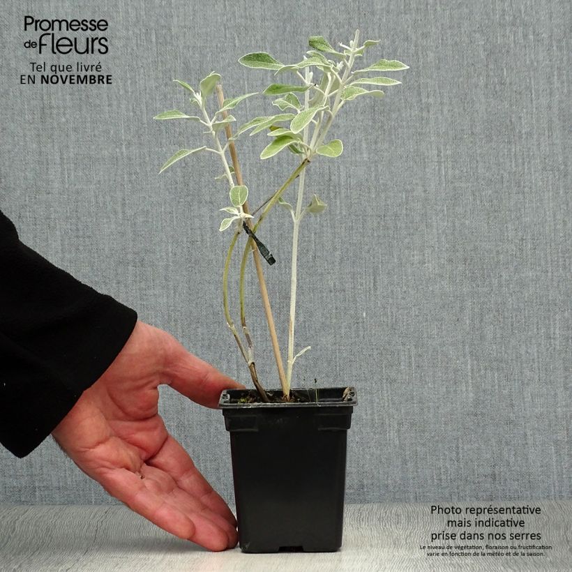 Exemplaar van Salvia discolor - Peruaanse salie Kweekpotje van 7/8 cm zoals geleverd in de herfst