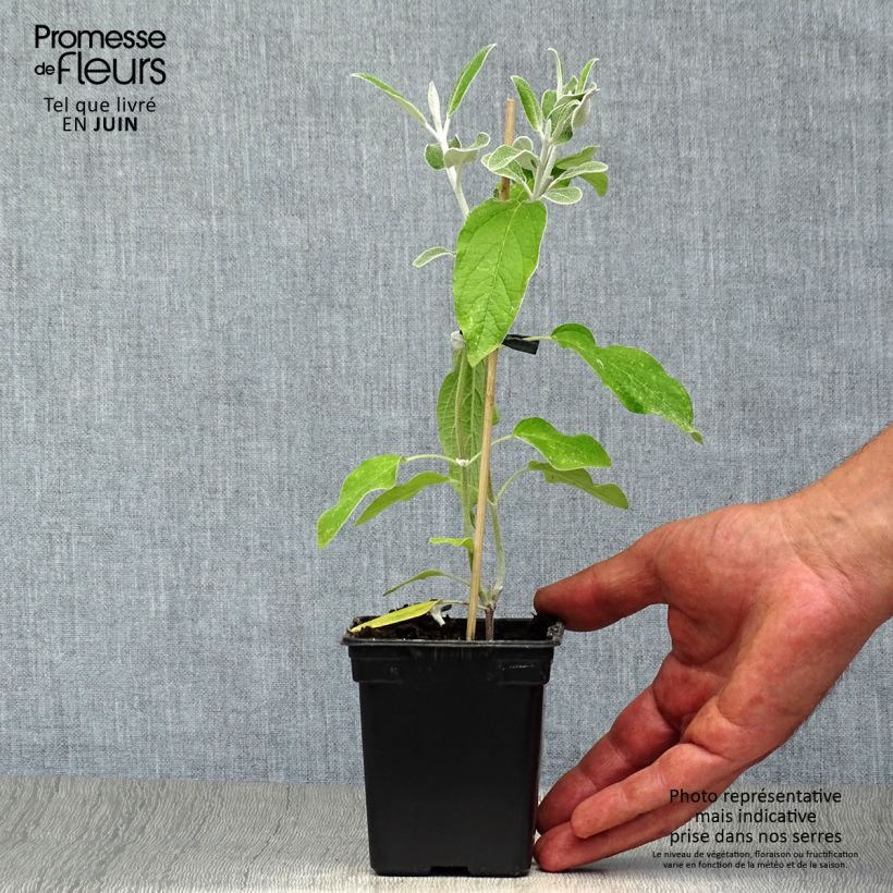 Exemplaar van Salvia discolor - Peruaanse salie Kweekpotje van 7/8 cm zoals geleverd in de zomer