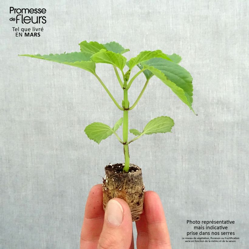 Exemplaar van Salvia Gogo Purple - Vuursalie Mini-mot Ø 3/4 cm zoals geleverd in de lente