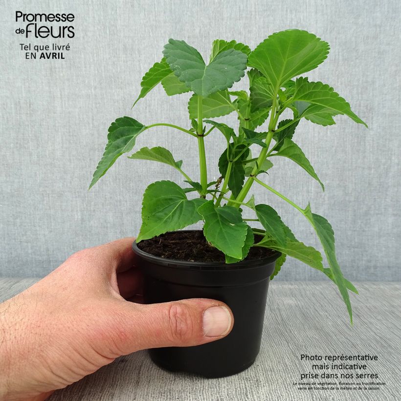 Exemplaar van Salvia Gogo Purple - Vuursalie Kweekpotje van 8/9 cm zoals geleverd in de lente