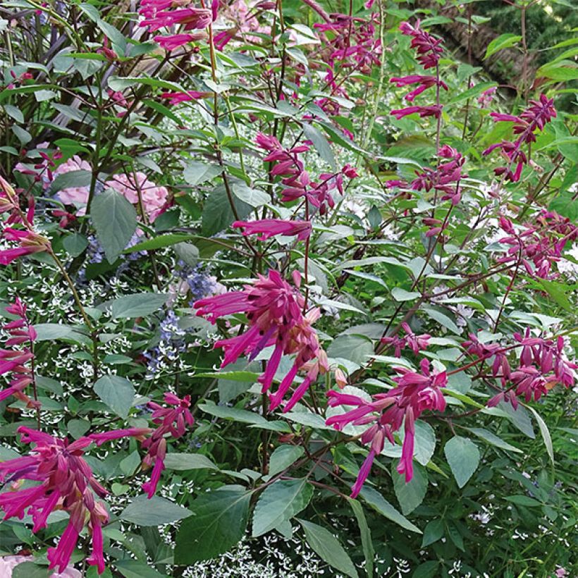 Salvia Love and Wishes - Struiksalie (Groeiplaats)
