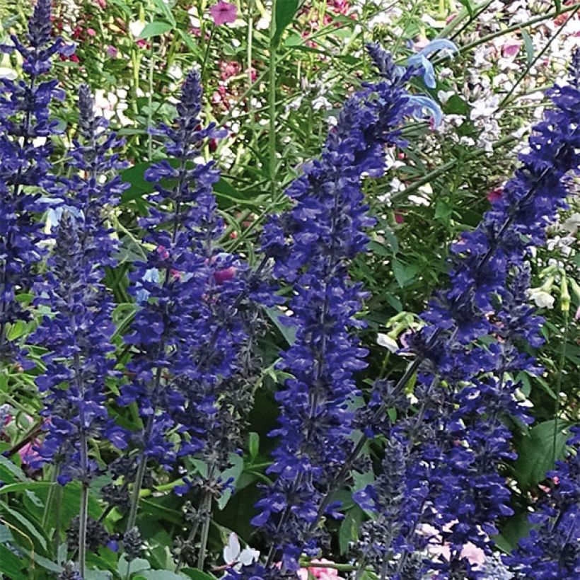 Salvia Big Blue - Meelsalie (Bloei)