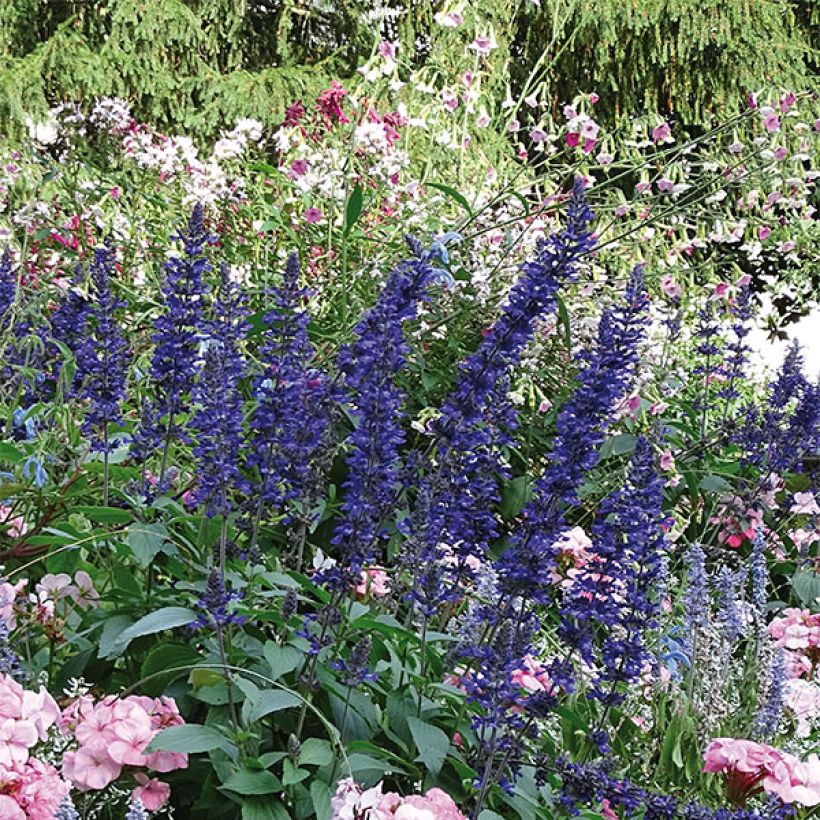 Salvia Big Blue - Meelsalie (Groeiplaats)