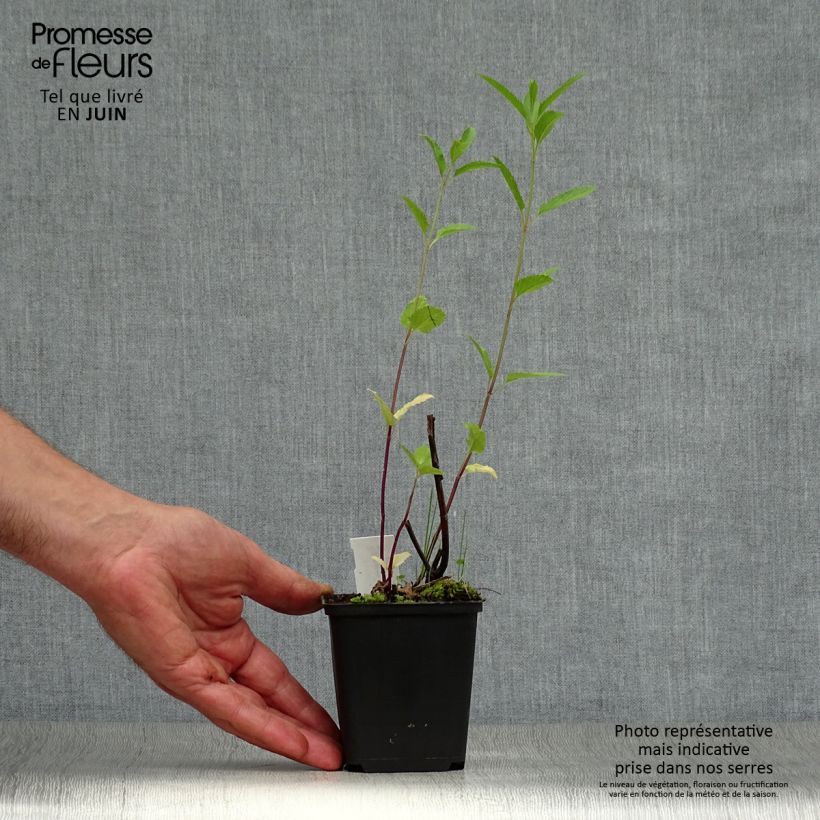 Exemplaar van Salvia uliginosa African Skies - Moerassalie Kweekpotje van 8/9 cm zoals geleverd in de zomer