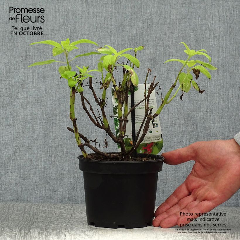 Exemplaar van Salvia elegans Golden Delicious - Ananassalie Pot van 1,5 l/2 l zoals geleverd in de herfst
