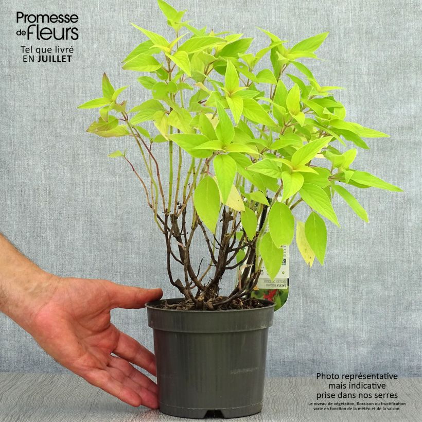 Exemplaar van Salvia elegans Golden Delicious - Ananassalie Pot van 1,5 l/2 l zoals geleverd in de zomer