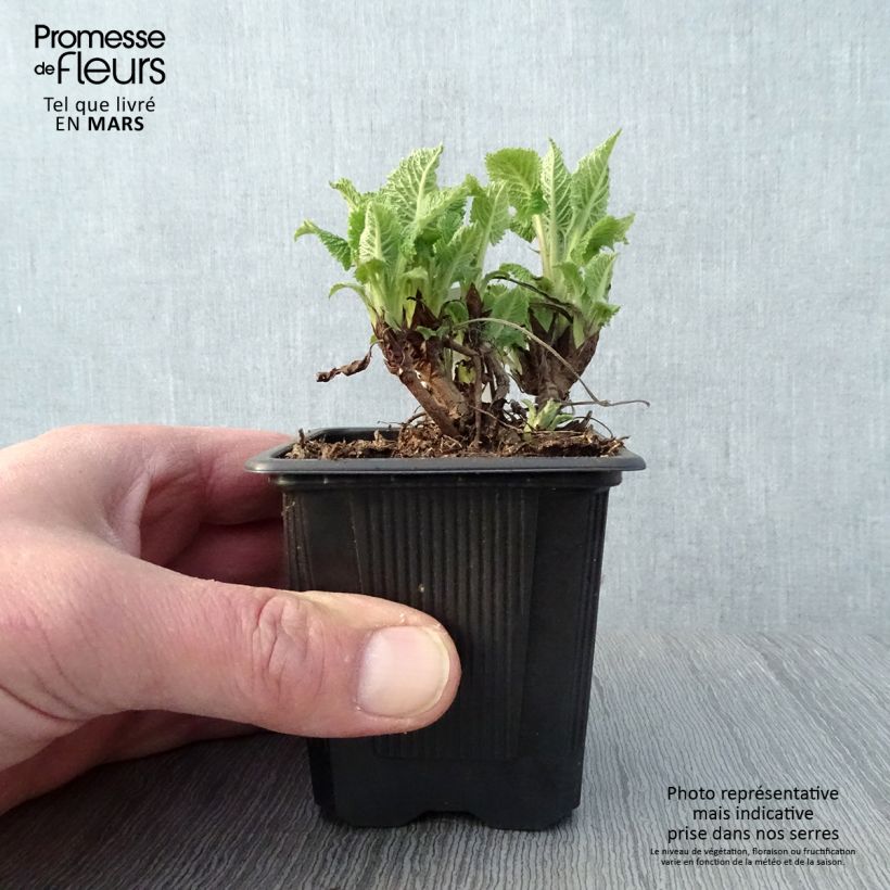 Exemplaar van Salvia glutinosa - Kleverige salie Kweekpotje van 8/9 cm zoals geleverd in de lente