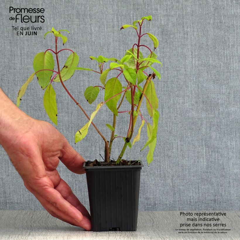 Exemplaar van Salvia involucrata Bethelii - Salie Kweekpotje van 7/8 cm zoals geleverd in de zomer