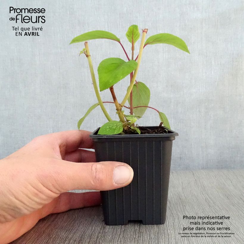 Exemplaar van Salvia involucrata Bethelii - Salie Kweekpotje van 7/8 cm zoals geleverd in de lente