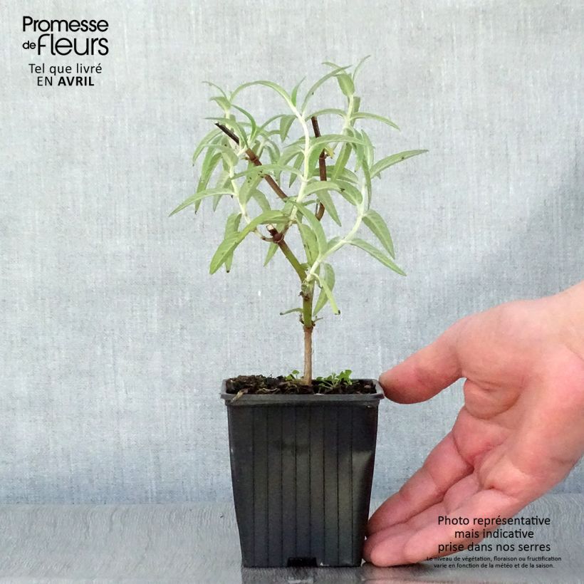 Exemplaar van Salvia leucantha - Mexicaanse salie Kweekpotje van 7/8 cm zoals geleverd in de lente