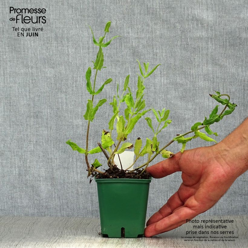 Exemplaar van Salvia nemorosa Amethyst - Bossalie Kweekpotje van 8/9 cm zoals geleverd in de zomer