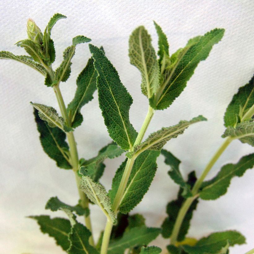 Salvia nemorosa Blauhügel - Bossalie (Blad)