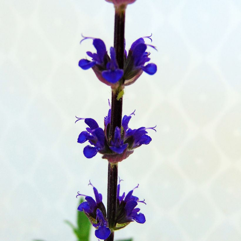 Salvia nemorosa Caradonna - Bossalie (Bloei)