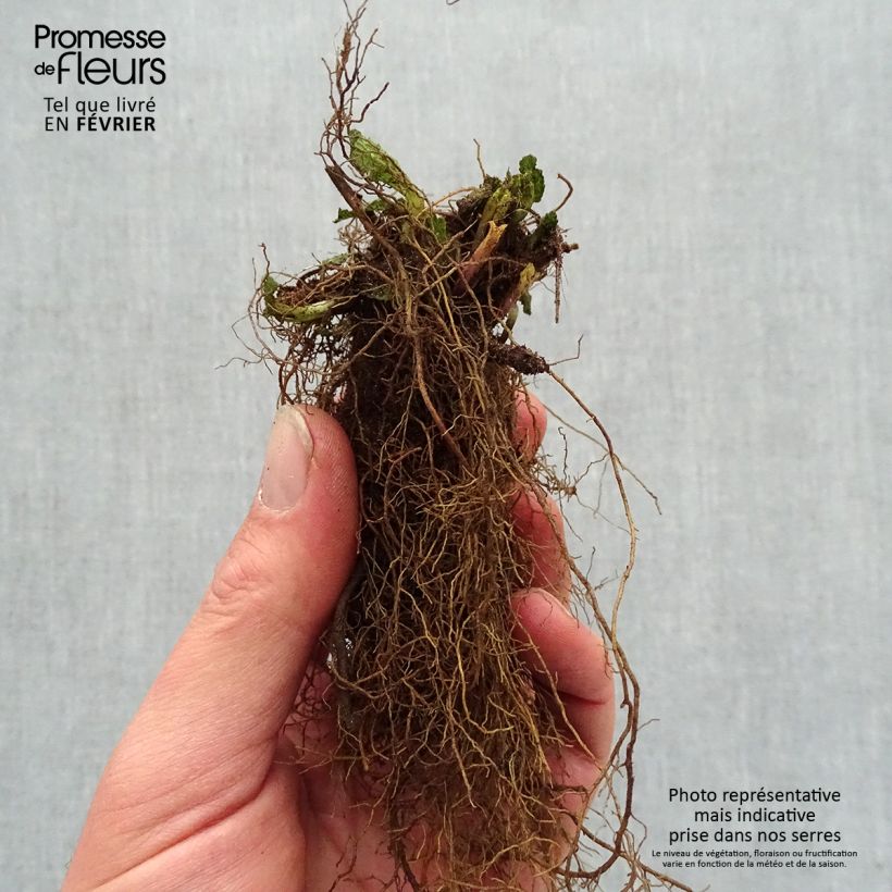 Exemplaar van Salvia nemorosa Caradonna Pink - Bossalie Naakte wortel zoals geleverd in de winter