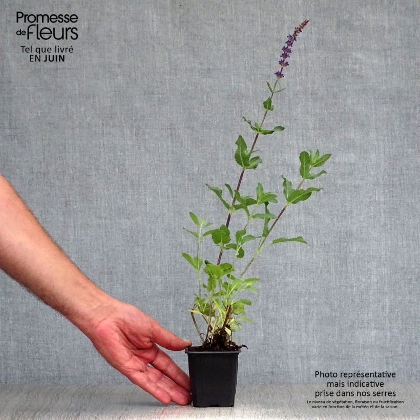 Exemplaar van Salvia nemorosa Caradonna - Bossalie Kweekpotje van 8/9 cm zoals geleverd in de zomer