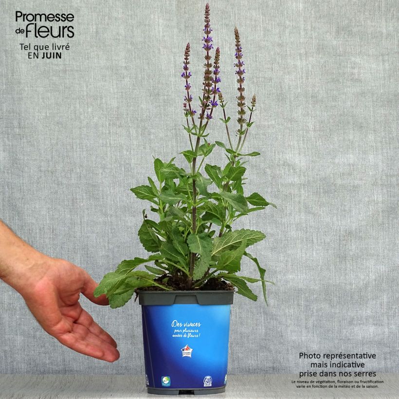 Exemplaar van Salvia nemorosa Caradonna - Bossalie Pot van 1,5 l/2 l zoals geleverd in de zomer