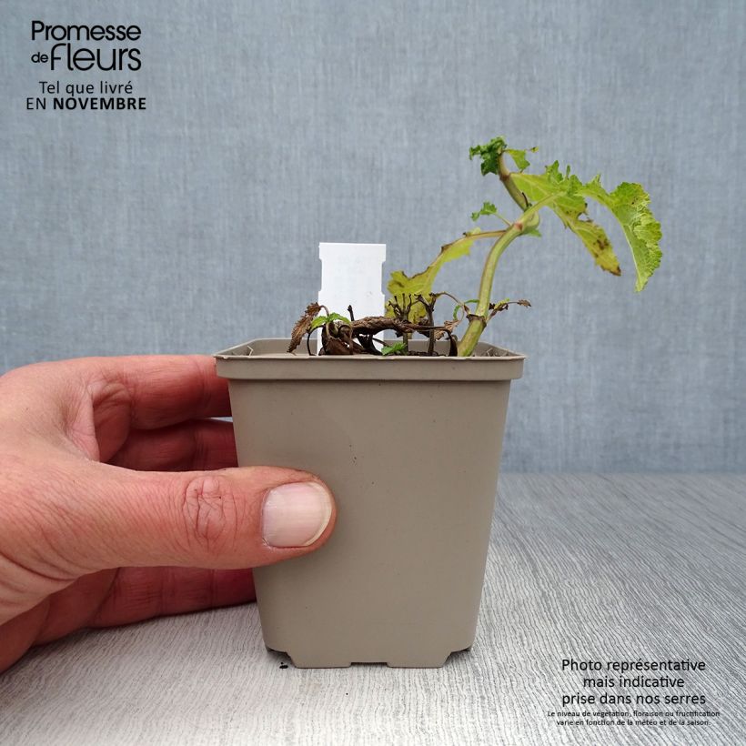 Exemplaar van Salvia nemorosa Schwellenburg - Bossalie Kweekpotje van 8/9 cm zoals geleverd in de herfst