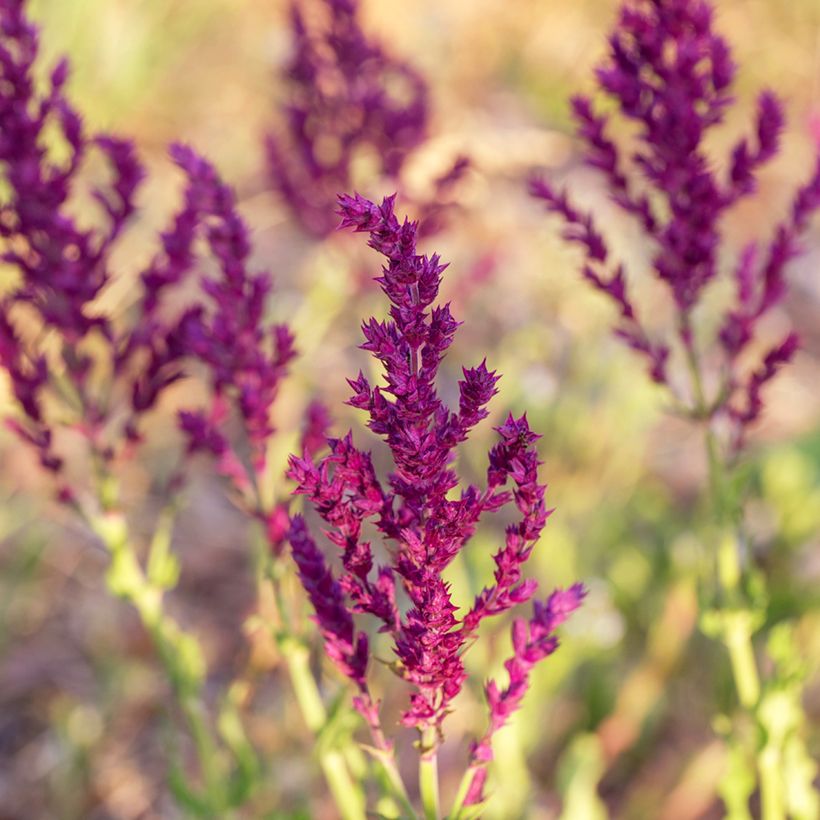 Salvia nemorosa Schwellenburg - Bossalie (Bloei)