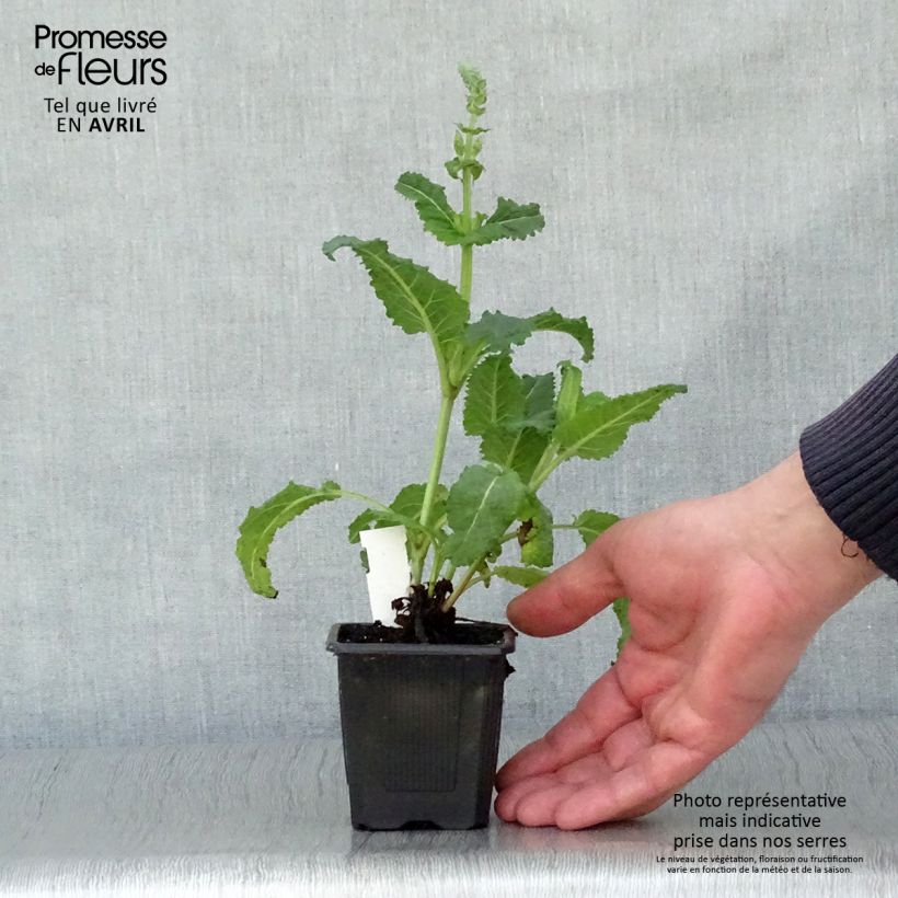 Exemplaar van Salvia sylvestris Rhapsody in Blue - Bossalie Kweekpotje van 8/9 cm zoals geleverd in de lente