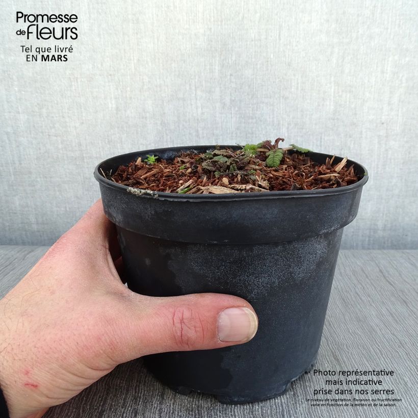 Exemplaar van Salvia sylvestris Rhapsody in Blue - Bossalie Pot van 2 l/3 l zoals geleverd in de winter