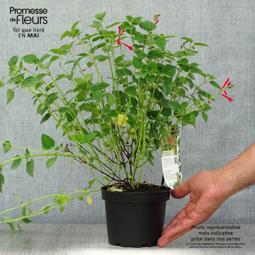 Exemplaar van Ananassalie Tangerine  - Salvia elegans Pot van 1,5 l/2 l zoals geleverd in de lente