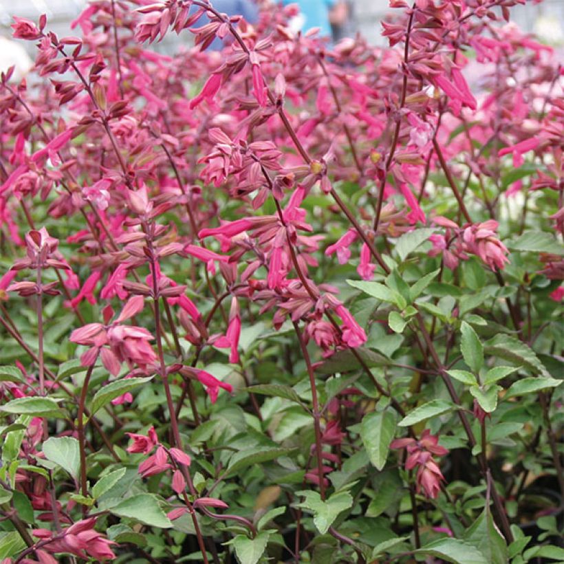 Salvia Wendys Wish - Vuursalie (Bloei)