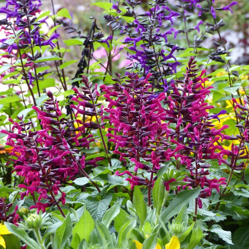 Salvia Rocking Fuchsia (Groeiplaats)