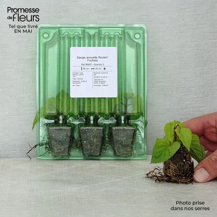 Exemplaar van Salvia Rocking Fuchsia Mini-mot Ø 3/4 cm zoals geleverd in de lente