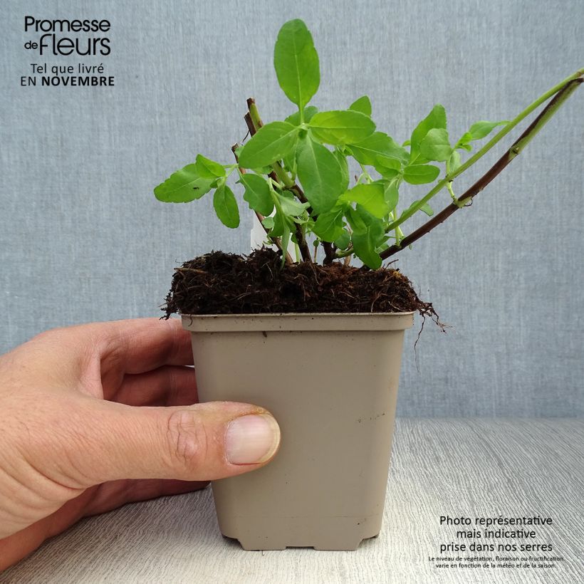 Exemplaar van Salvia greggii Amethyst Lips - Herfstsalie Kweekpotje van 8/9 cm zoals geleverd in de herfst