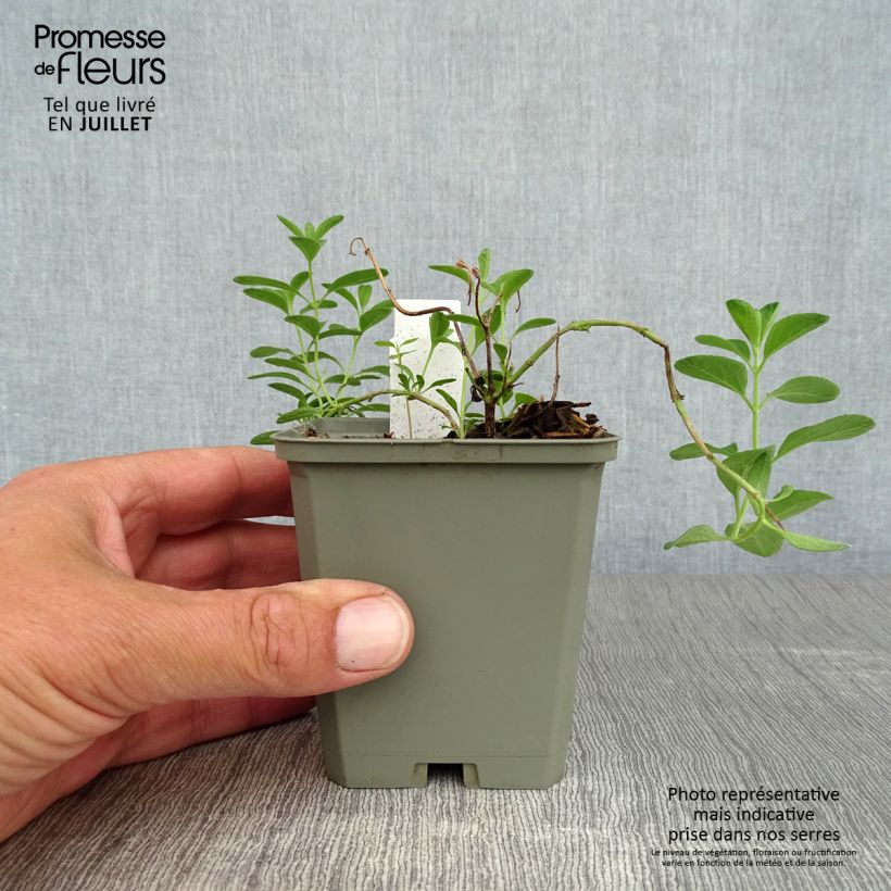 Exemplaar van Salvia microphylla Blue Note - Struiksalie Kweekpotje van 8/9 cm zoals geleverd in de zomer