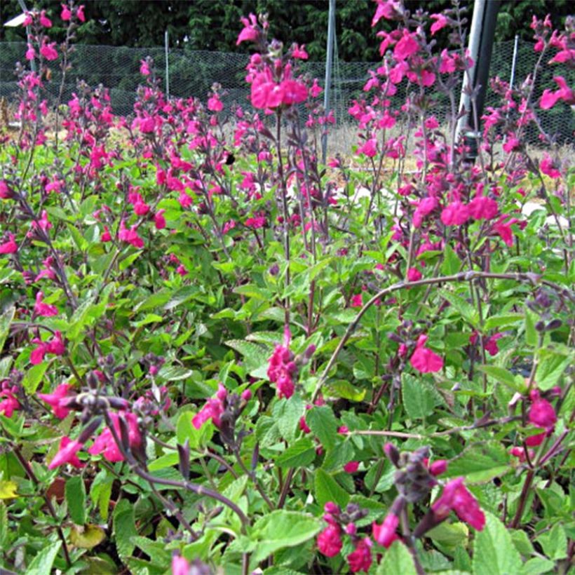 Salvia microphylla Cerro Potosi - Struiksalie (Bloei)