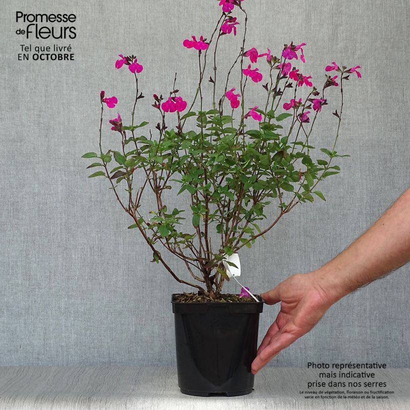 Exemplaar van Salvia microphylla Cerro Potosi - Struiksalie Pot van 2 l/3 l zoals geleverd in de herfst