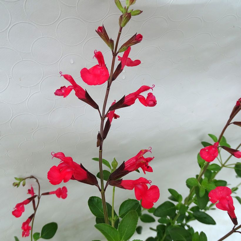 Salvia jamensis Flammenn - Struiksalie (Bloei)