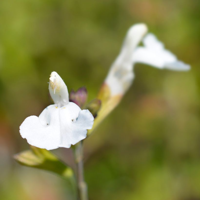 Salvia microphylla Gletsjer - Struiksalie (Bloei)