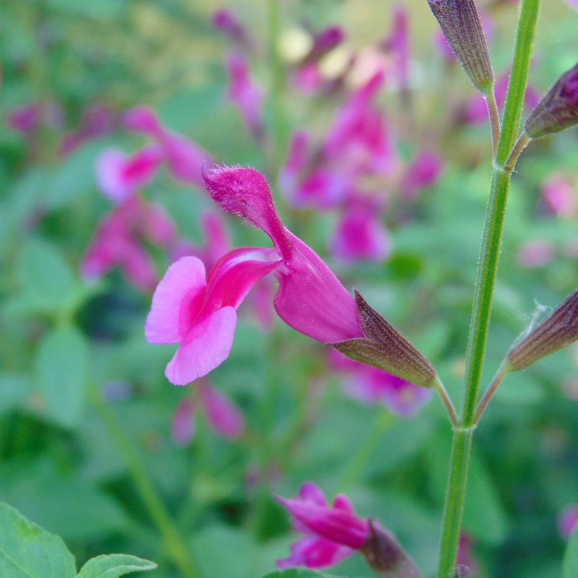 Salvia greggii Icing Sugar - Herfstsalie (Flowering)