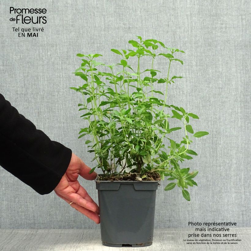 Example of Salvia greggii Icing Sugar - Herfstsalie Pot van 2 l/3 l as you get in printemps