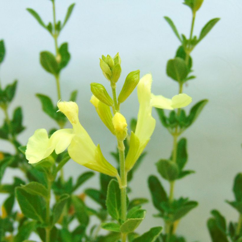 Salvia Lemon Light - Struiksalie (Flowering)