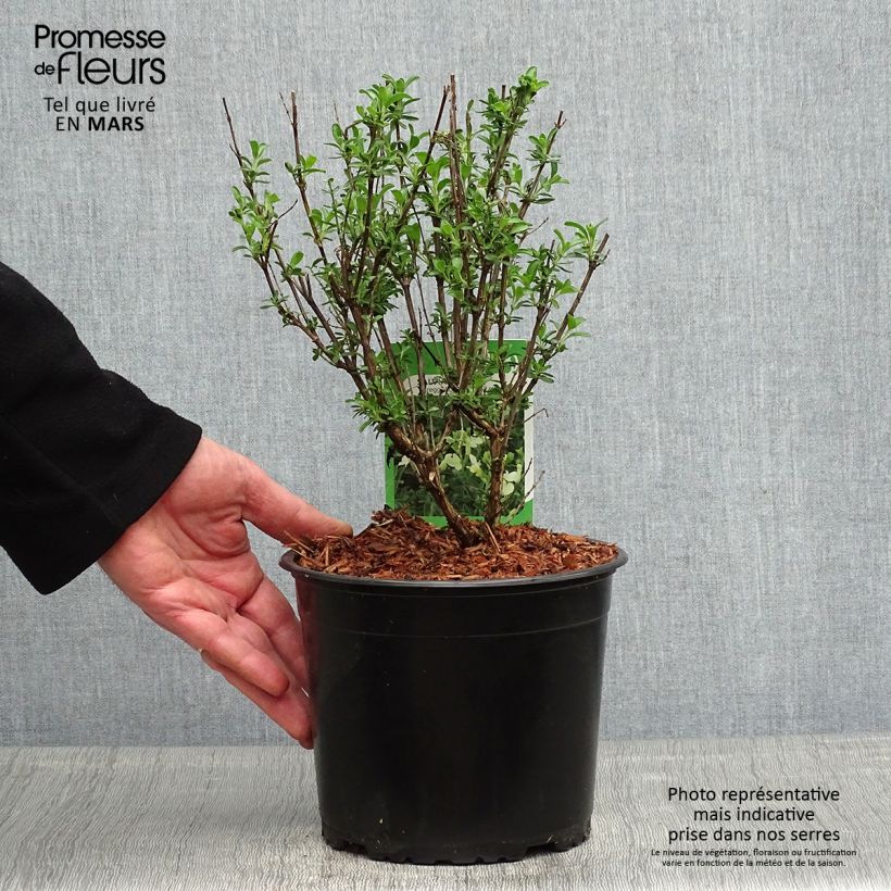 Example of Salvia Lemon Light - Struiksalie Pot van 2 l/3 l as you get in printemps