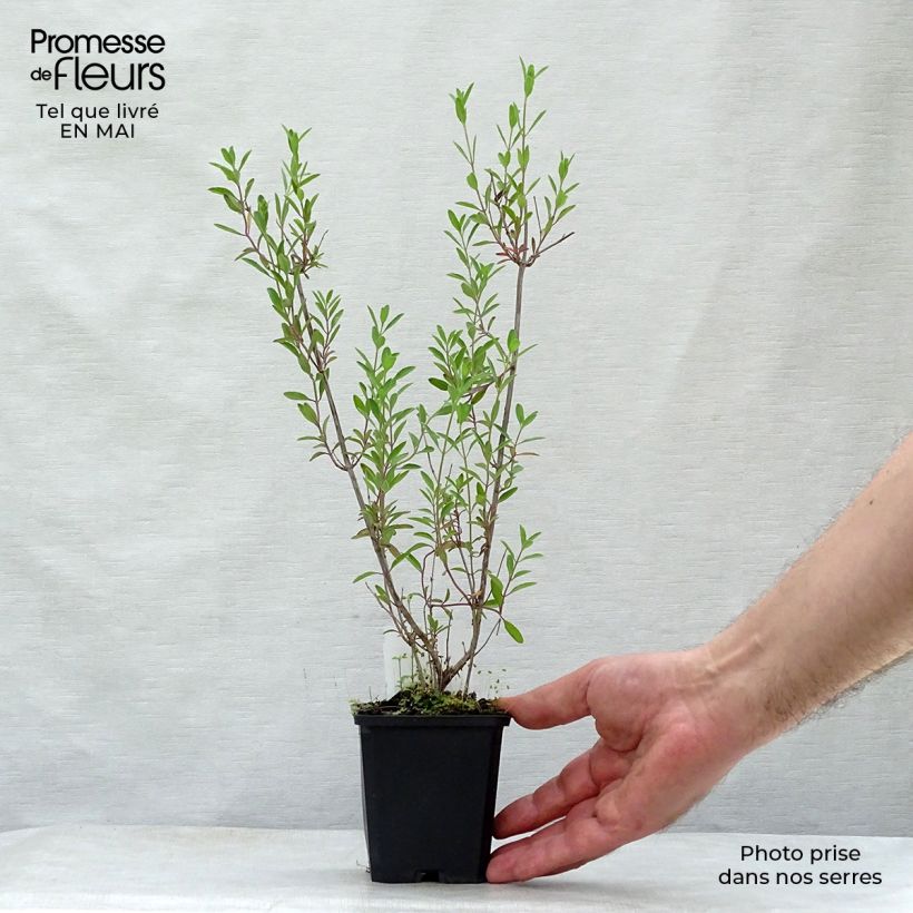 Exemplaar van Salvia microphylla Nachtvlinder - Struiksalie Kweekpotje van 8/9 cm zoals geleverd in de lente