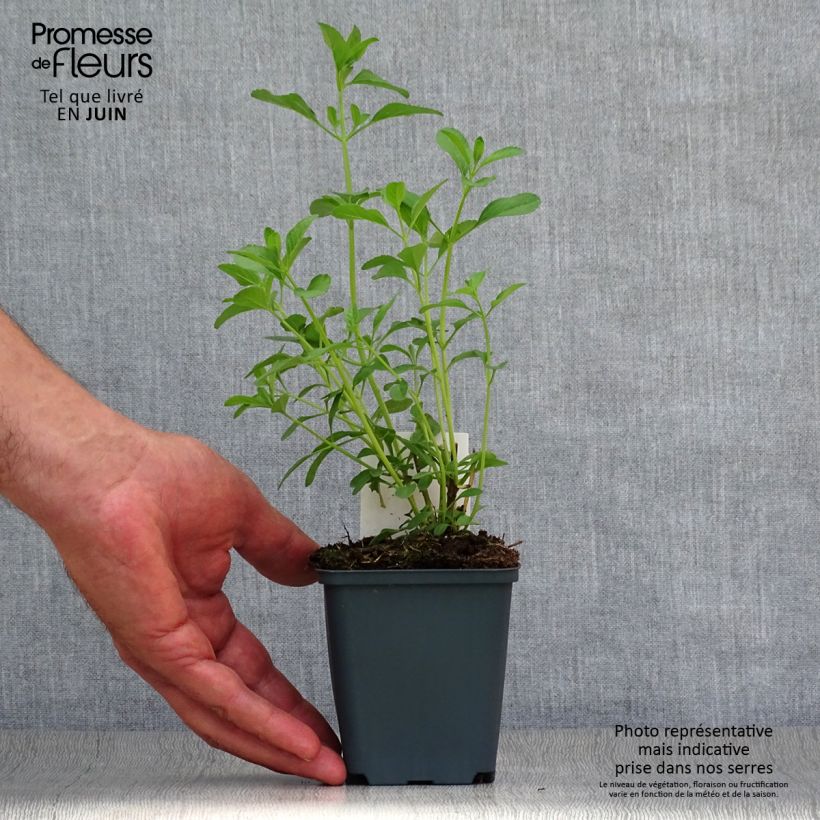 Exemplaar van Salvia microphylla Nachtvlinder - Struiksalie Kweekpotje van 8/9 cm zoals geleverd in de zomer