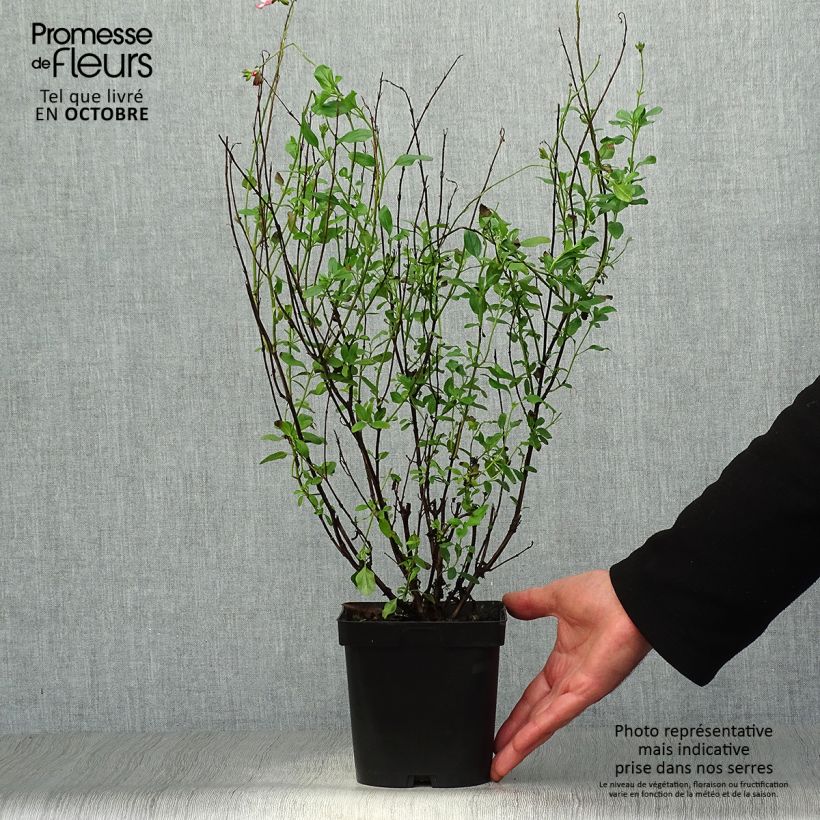 Exemplaar van Salvia jamensis Pluenn - Struiksalie Pot van 2 l/3 l zoals geleverd in de herfst