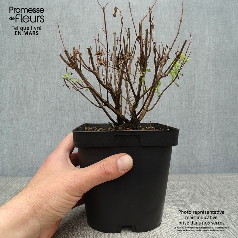 Exemplaar van Salvia jamensis Pluenn - Struiksalie Pot van 2 l/3 l zoals geleverd in de lente