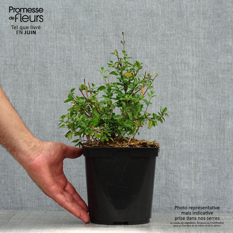 Exemplaar van Salvia jamensis Reve Rouge - Struiksalie Pot van 2 l/3 l zoals geleverd in de zomer